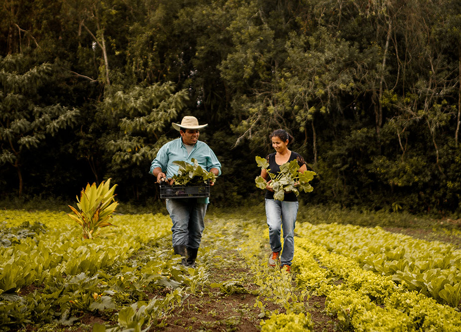 A man and a woman walking in an agricultural field, carrying plants.