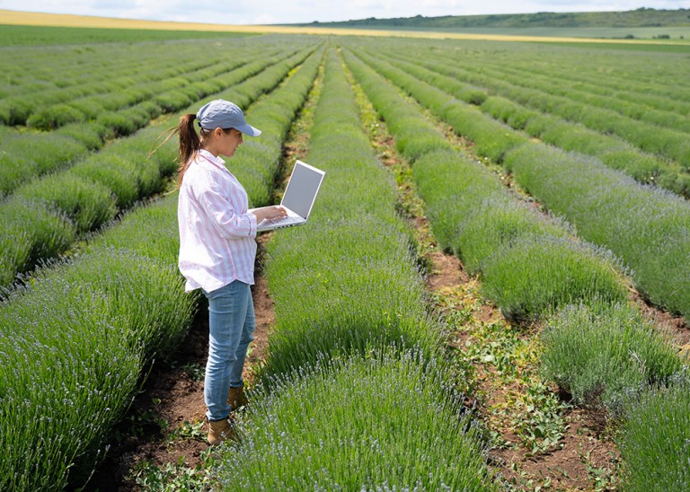 A woman checks the conditions of plants in a lavender field using her computer in Bulgaria