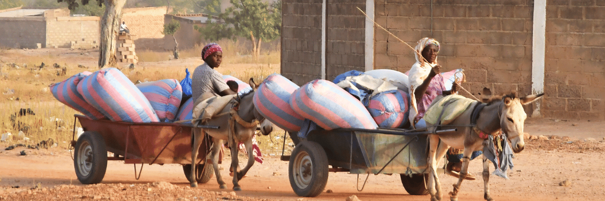 Des femmes déplacées ayant fui les attaques de militants armés dans la ville de Roffenega se déplacent sur des chariots tirés par des ânes et contenant des produits de l’aide alimentaire à Pissila, au Burkina Faso, le 23 janvier 2020. © REUTERS/Anne Mimault