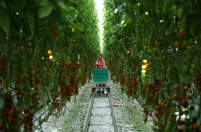 2020年5月14日，英国纳茨福德，在冠状病毒疾病（2019冠状病毒病）爆发后，一名工人被拍到在Frank Rudd父子西红柿农场采摘西红柿。©路透社/Molly Darlington