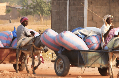 Des femmes déplacées ayant fui les attaques de militants armés dans la ville de Roffenega se déplacent sur des chariots tirés par des ânes et contenant des produits de l’aide alimentaire à Pissila, au Burkina Faso, le 23 janvier 2020. © REUTERS/Anne Mimault