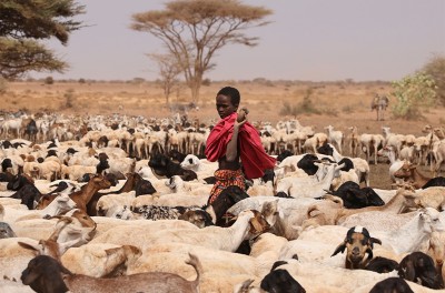 一名伦迪尔族青年从肯尼亚马萨比特县卡尔吉镇附近一处水洼旁的山羊和绵羊群中走过。© 路透社／Baz Ratner