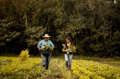 Un couple d’agriculteurs marche au milieu d’un champ. © Getty/Amanda Caroline da Silva