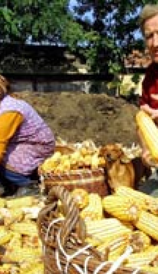 2002年，一对老夫妇在其位于匈牙利Csanadpaca地区的家庭用地上摘玉米穗。© EPA/STR
