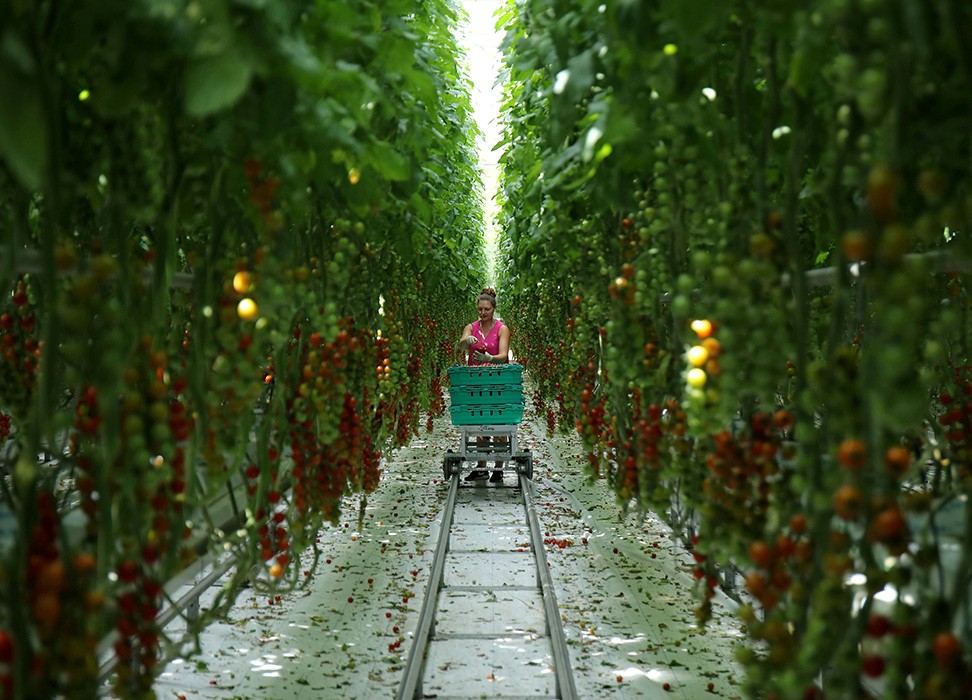 Une employée est photographiée en train de ramasser des tomates à la ferme de tomates Frank Rudd and Sons suite à l’apparition de la COVID-19, à Knutsford, Grande-Bretagne, le 14 mai 2020. © REUTERS/Molly Darlington