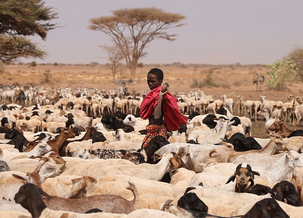 Un jeune de la communauté rendille traverse un troupeau de chèvres et de moutons à côté d’un point d’eau, près de la ville de Kargi, dans le comté de Marsabit, au Kenya. © REUTERS/Baz Ratner