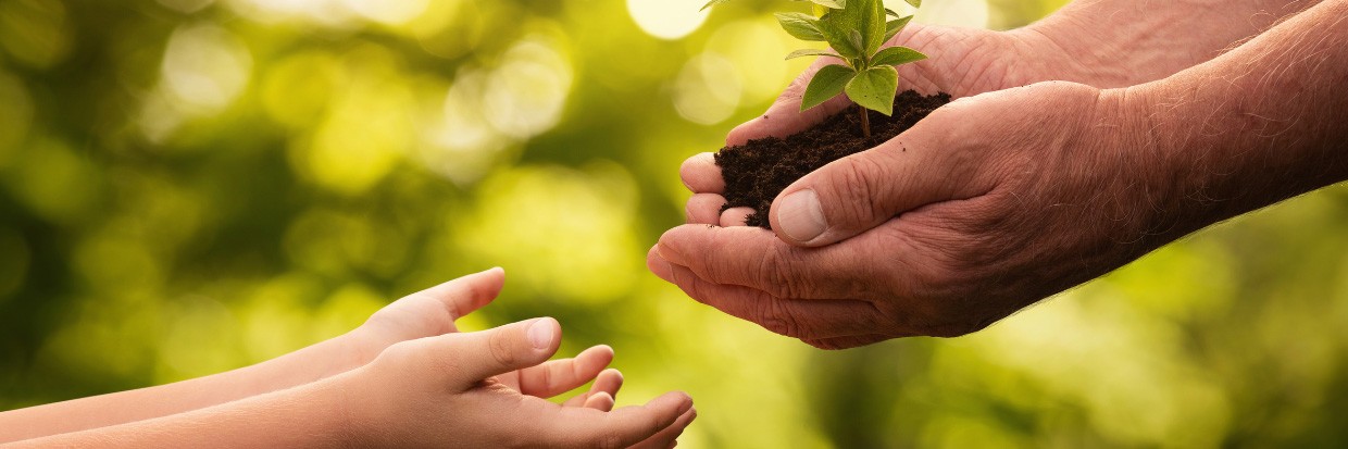 Close up of senior hands giving small plant to a child. @ Getty Images