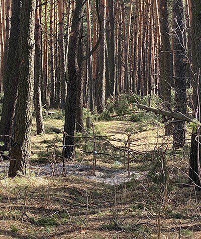 Five improvised graves with crosses made of wooden sticks in a forest near Irpin, Kyiv region. The authorities reported at least 267 civilian deaths in the town. © OHCHR