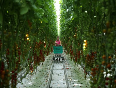 A worker is pictured picking tomatoes at the Frank Rudd and Sons Tomato Farm following the outbreak of the coronavirus disease (COVID-19), Knutsford, Britain, May 14, 2020. © REUTERS/Molly Darlington