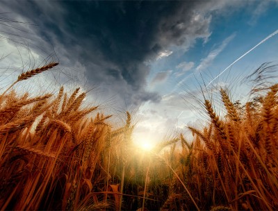 A wheat field at sunrise under a cloudy sky.