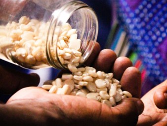 Two people pouring seeds out of a glass jar, Acornhoek, South Africa © African Centre for Biodiversity