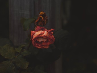 Withering rose. © Mathias Reding on Unsplash.