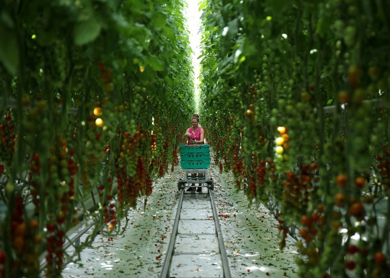 A worker is pictured picking tomatoes at the Frank Rudd and Sons Tomato Farm following the outbreak of the coronavirus disease (COVID-19), Knutsford, Britain, May 14, 2020. © REUTERS/Molly Darlington