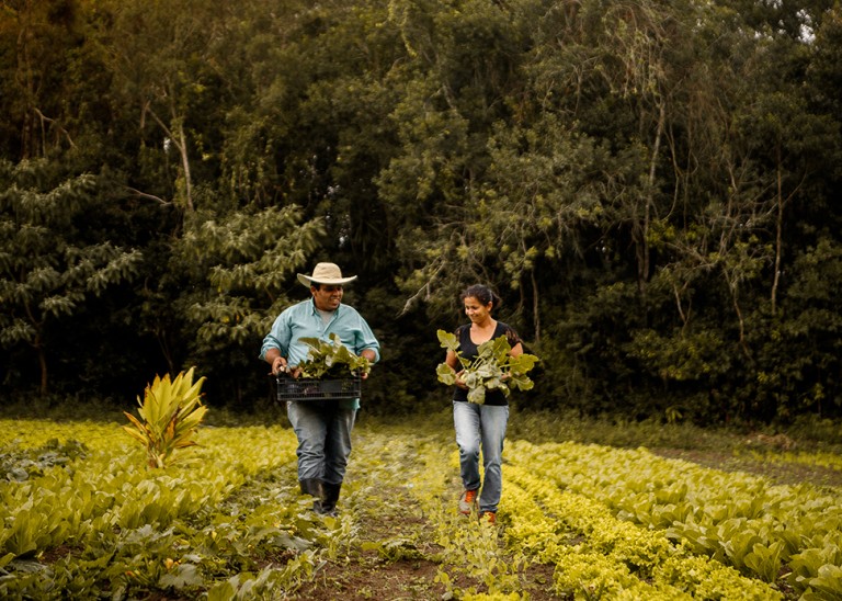 Farmer couple walking in the middle of the plantation.© Getty/Amanda Caroline da Silva